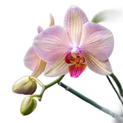 Imagen PNG para descargar